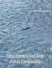 La Foca monaca a pesca vicino l’isolotto dell’Isca – video –