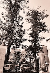 Massa Lubrense. Abbattuti due alberi secolari, la denuncia del Wwf