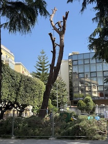 Vico Equense. Abbattuto il pino di piazza Marconi. Il Wwf: Uno scempio