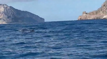 Massa Lubrense. Balenottera tra Punta Campanella e Capri – video –