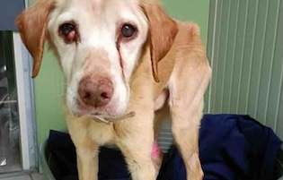 Sorrento. La storia a lieto fine: Il mio cane salvato dal farmacista che ha rinunciato alla giornata di festa