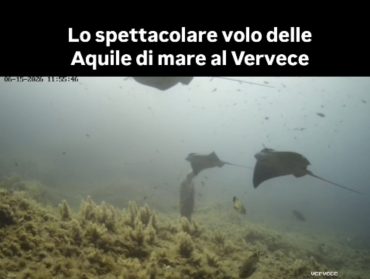 Massa Lubrense. Le Aquile di mare in volo intorno alla Madonnina del Vervece – video –