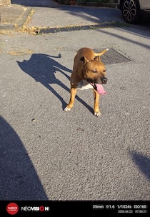 Sorrento. Allarme aggressioni da parte di un pitbull