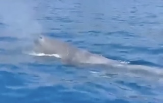 Spettacolare avvistamento di un capodoglio tra Punta Campanella e Capri – video –
