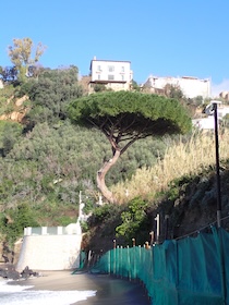 Vico Equense. Salvo il Pino del Pezzolo