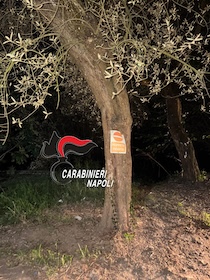 Massa Lubrense. Droga nascosta in un albero, arrestato 55enne
