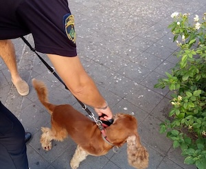 Vico Equense. Stretta sui cani senza microchip, sanzioni salate
