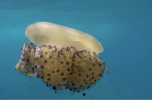 Massa Lubrense. Cassiopee avvistate nel mare di Punta Campanella – video –