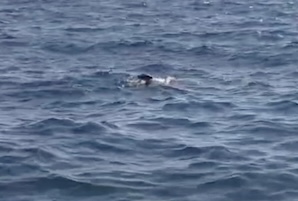 Nuovi avvistamenti della foca monaca in costiera amalfitana – video –