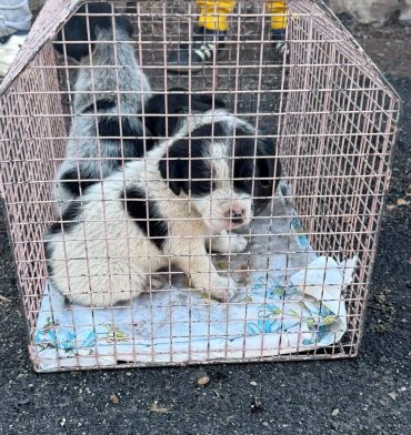 Massa Lubrense. Cuccioli lanciati sotto un ponte, sono in salvo