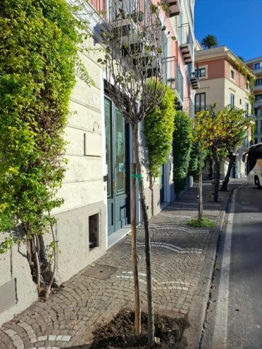 Sorrento. Venti nuovi alberi per la città