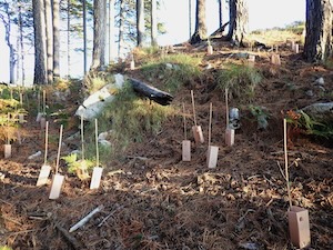 Vico Equense. Il Wwf: Riforestazione farlocca del Faito